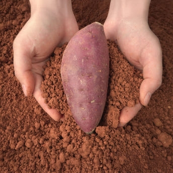 익산 날씬이 고구마 5kg/10Kg (햇밤고구마)