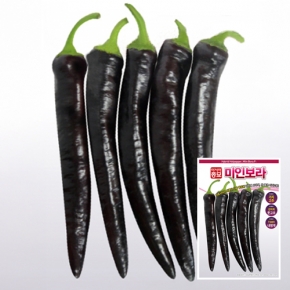 아시아종묘 고추씨앗종자 미인보라 가지고추(10립,10립x3,100립,1000립)