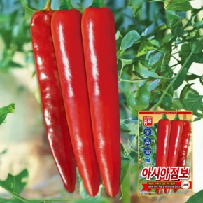 아시아종묘 고추 씨앗 종자 아시아점보(30립, 1200립)