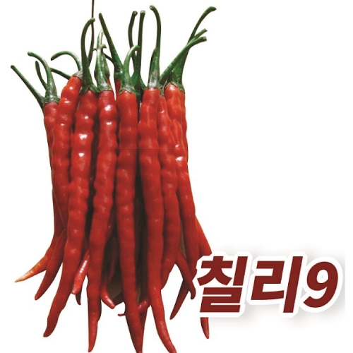 고추씨앗종자 칠리9(10g)