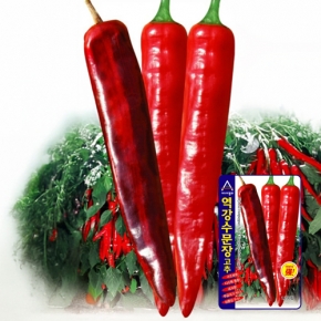 고추씨앗종자 역강수문장(1,200립)