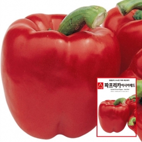 아시아종묘 파프리카씨앗종자 아시아레드(10립,100립,1000립)