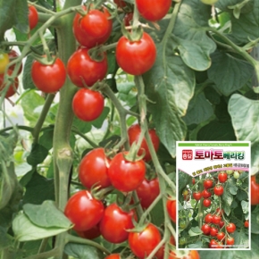 토마토씨앗종자 베리킹(50립,1,000립)