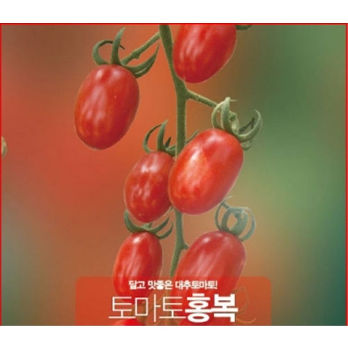 (방울토마토종자) 홍복 토마토(100립/1000립)