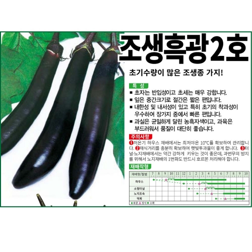 (가지씨앗종자) 조생흑광2호 가지(10g)