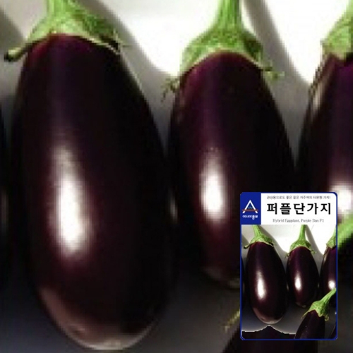 가지씨앗종자 퍼플단가지(50립)