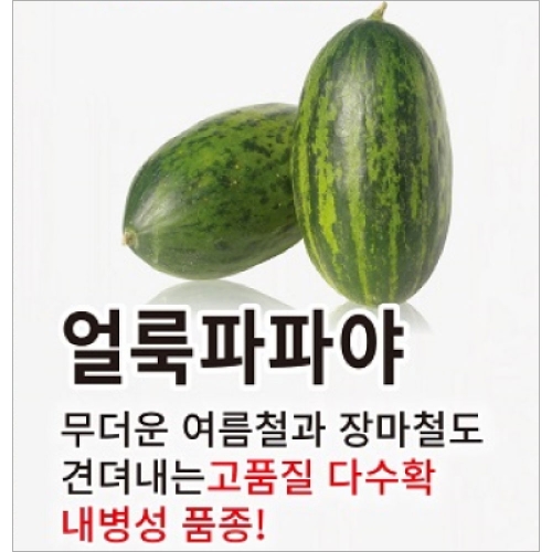 아시아종묘 멜론씨앗종자 얼룩파파야(100립)