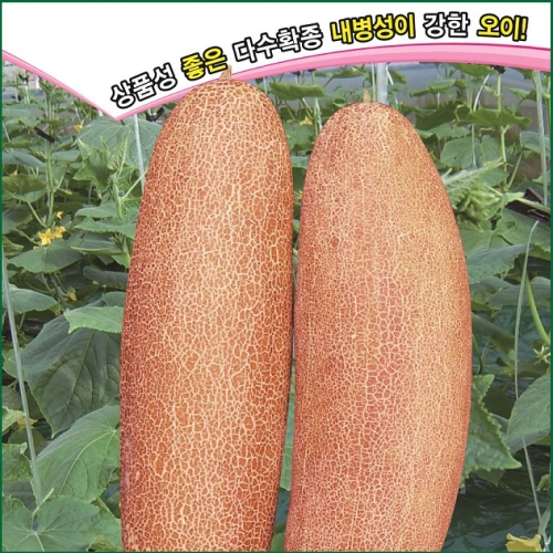 아시아종묘 오이씨앗종자 신아시아노각 오이(50립,150립,3000립)