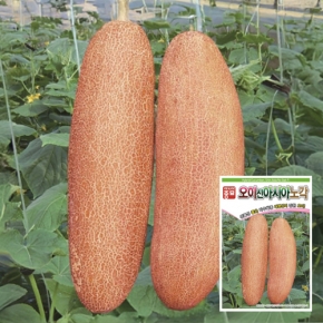 아시아종묘 오이씨앗종자 신아시아노각 오이(50립,150립,3000립)