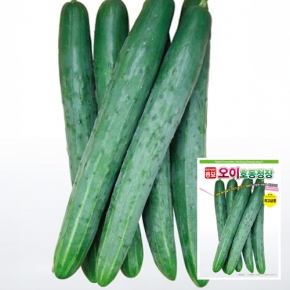 아시아종묘 오이씨앗종자 호동청장(500립)