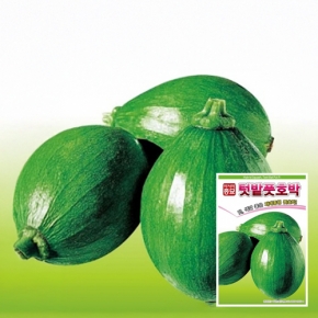 아시아종묘 호박씨앗종자 텃밭풋 호박 (30립,30립x3개,600립,3000립)