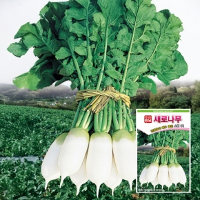 (아시아종묘/무씨앗종자) 새로나무 (2000립,2000립x3,5만립)