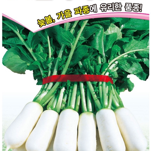 아시아종묘/무씨앗종자 수시로알타리(20g)