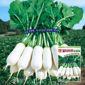아시아종묘 무씨앗종자 요맘때 알타리(20g,500g)