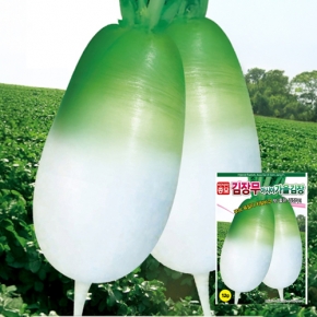 아시아종묘 무씨앗종자 가을김장무(12g,12gx3) 무말랭이용