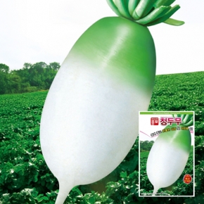 (아시아종묘/무씨앗종자) 청두무(2000립,8000립,4만립)