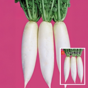아시아종묘 무씨앗종자 백춘무(6g,6gx3,120g)
