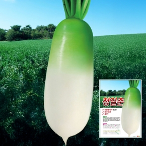 (아시아종묘/무씨앗종자) 청일춘무(2000립,1만립)