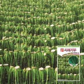 (아시아종묘/무씨앗종자) 시래기무(2000립,2000립x3,4만립)