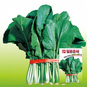 아시아종묘/배추씨앗종자 월동춘채 배추(20g,20gx3개,500g) <월동초>