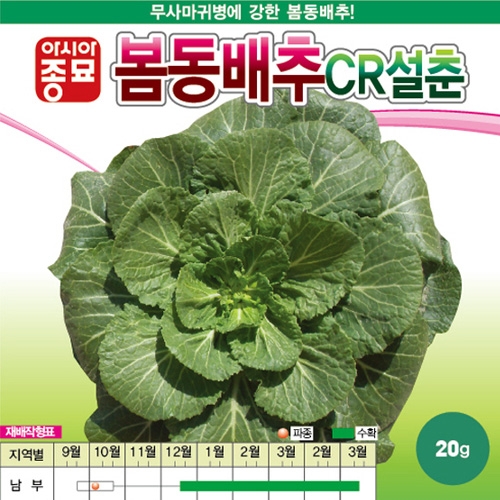 (배추씨앗종자) 봄동배추 CR설춘 (20g,500g)