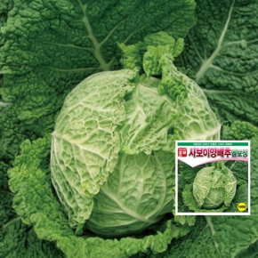 아시아종묘 양배추씨앗종자 사보이양배추-엠보싱(100립/100립*3)