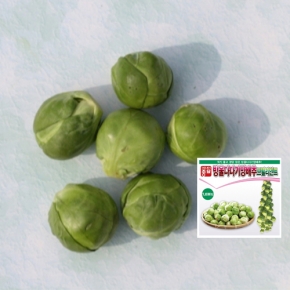 (방울양배추씨앗) 방울다다기 브릴리언트 (1,000립) 전문농가용