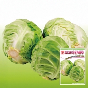 아시아종묘 양배추씨앗종자 꼬꼬마양배추(100립,100립x3,500립)