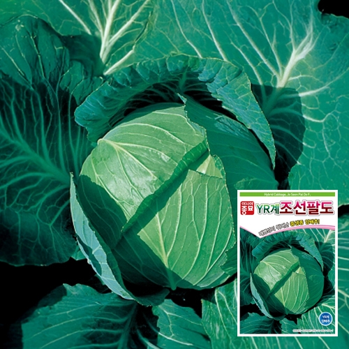 아시아종묘 양배추씨앗종자 조선팔도(500립,2500립)