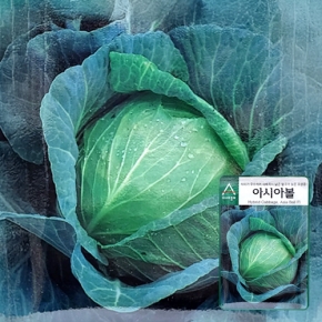 (양배추씨앗종자) 아시아볼 양배추(2,500립)