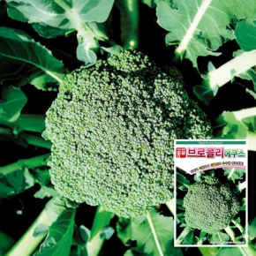 아시아종묘 브로콜리씨앗종자 에쿠스(100립,2500립)