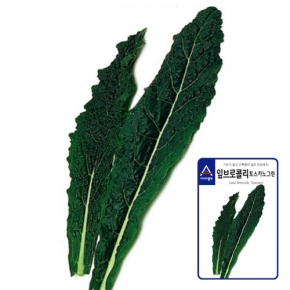 아시아종묘 브로콜리씨앗 잎브로콜리 토스카노그린(1000립,100g)