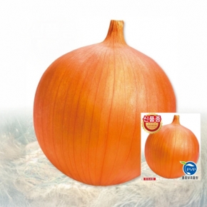 (양파씨앗종자) 오래오(100g)