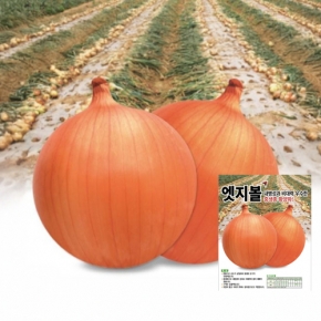 (양파씨앗종자) 엣지볼(100g)