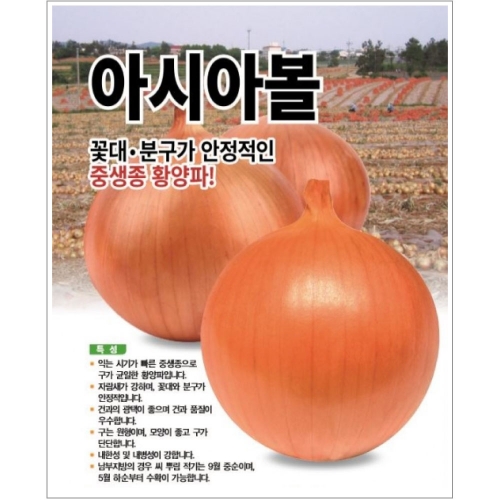 (양파씨앗종자) 아시아볼(100g)