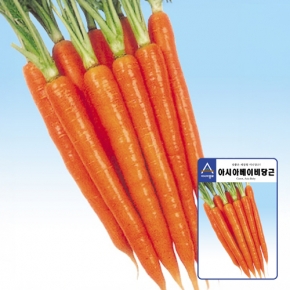 미니당근종자씨앗 아시아베이비 1g