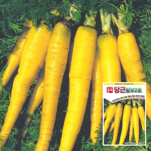 (당근종자씨앗) 황금색원추형-황보2호(8g)