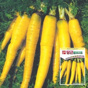 (당근종자씨앗) 황금색원추형-황보2호(8g)