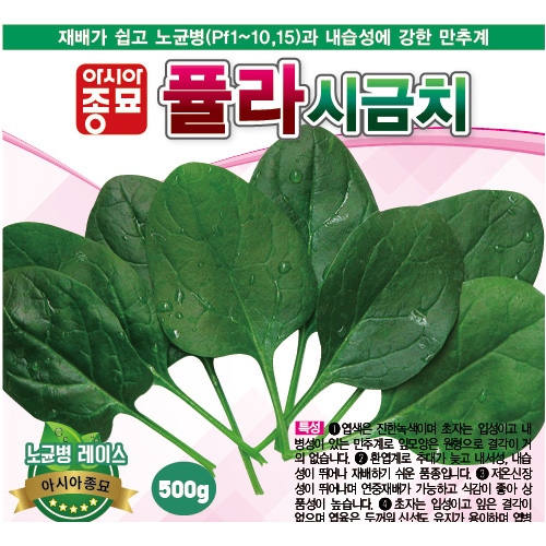 (아시아종묘/시금치종자씨앗) 퓰라 시금치(500g) 교배종