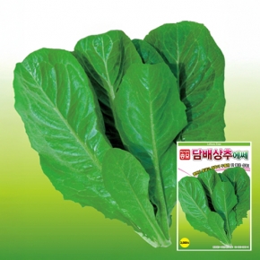 (상추종자씨앗) 담배상추 에쎄(3000립)