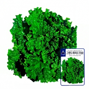 (상추종자씨앗) 그랜드래피드 TBR(3000립)