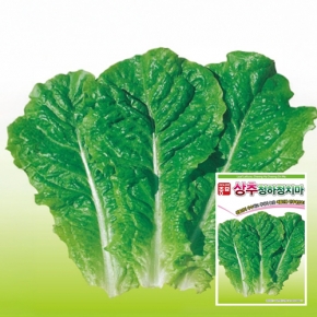 아시아종묘 상추종자씨앗 청하청치마(3,000립,6만립)
