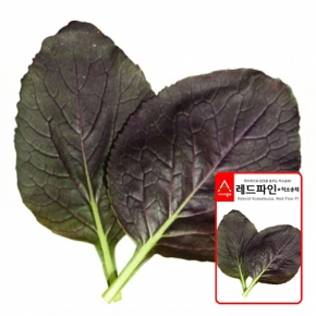 아시아종묘 다채씨앗종자 레드파인(3g) 적소송채
