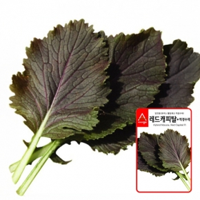 아시아종묘 다채씨앗종자 레드캐피탈-적경수채 (3g)
