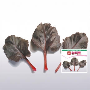 (비트종자씨앗) 뉴비트(3g,250g)