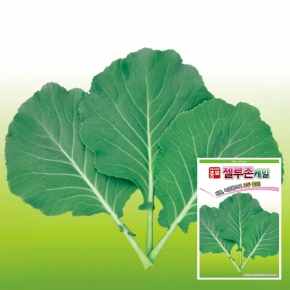 케일종자씨앗 젤루존케일(100g)