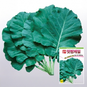 아시아종묘 케일종자씨앗 맛짱케일 1000립