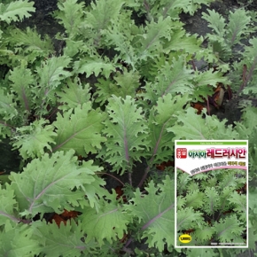 케일종자씨앗 아시아레드러시안(1000립)