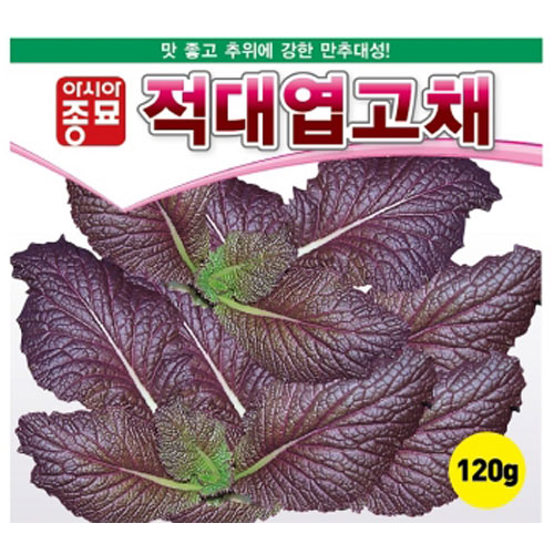 아시아종묘/겨자종자씨앗 적겨자-적대엽고채(1000립,10g,120g) 전문농가용