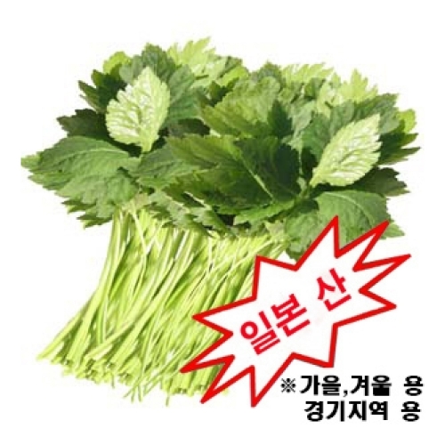 (참나물씨앗종자) 관서참나물-칸사이미쓰바(500g)